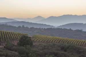 Errázuriz Among Chilean Wineries Achieving New Limits