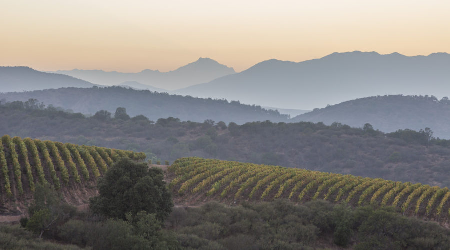 Errázuriz Among Chilean Wineries Achieving New Limits