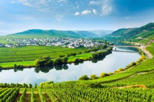 What You Really Need to Know About German Wine