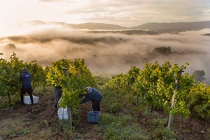 IT’S LIKE NOTHING ELSE: Spain’s unique, increasingly popular Albariño