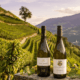 Looking Up to Italy’s Alto Adige Pinot Grigio