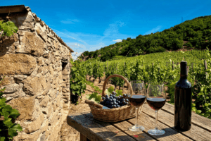 Syrah Shines as Crozes-Hermitage Crashes Toronto